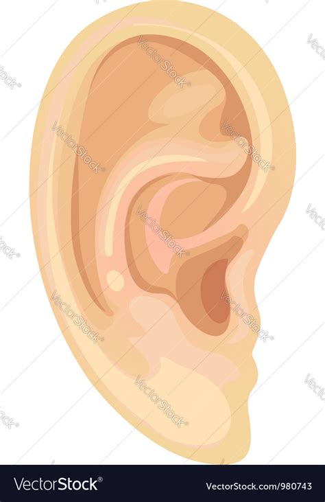 Realistic Human Ear Royalty Free Vector Image Vectorstock