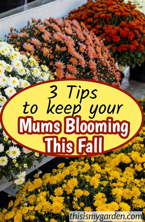 Flowers With The Words 3 Tips To Keep Your Mums Blooming