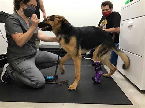 Athena And Her Orthopets Below Tarsus Prosthetic Device Dog Below
