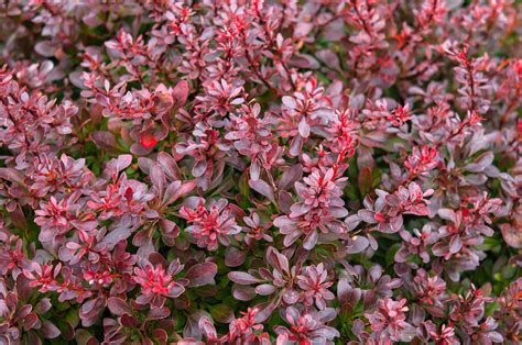 How To Grow And Care For Japanese Barberry