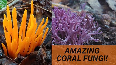 Coral Fungi Clavulinopsis Aurantio Cinnabarina Clavaria Zollingeri