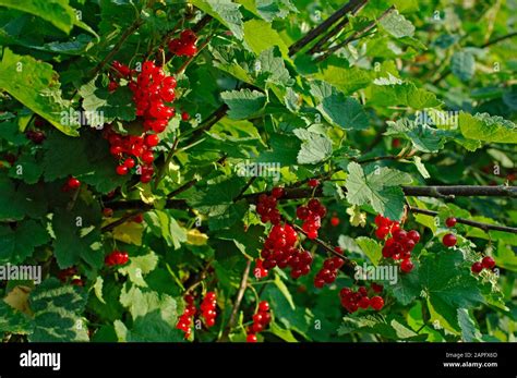 Cultivated Currant Ribes Rubrum Fruits Stock Photo Alamy