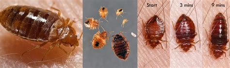 Bug Bugs Pictures Find Out What Bed Bugs Look Like