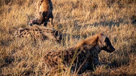 Spotted Hyenas Investigate Old Bones Luxury African Safarissouth