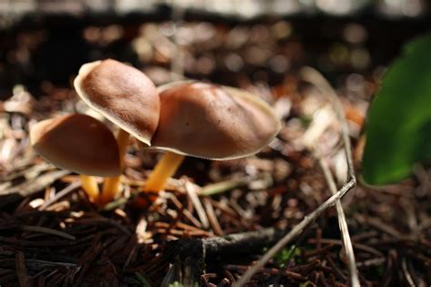 Small Brown Wild Mushroom Free Stock Photo Public Domain Pictures