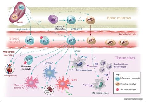 The Diverse Roles Of Monocytes In Inflammation Caused By Protozoan
