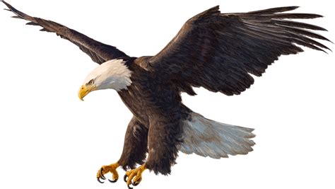 Bald Eagle Drawing Eagle Png Download 1600903 Free Transparent