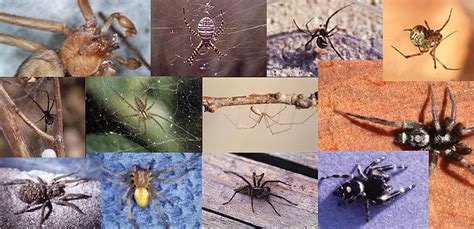Photos The Most Common Spiders Of Colorado