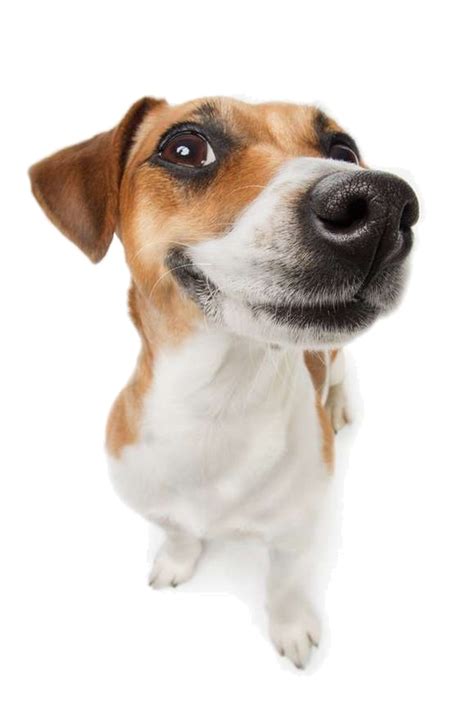Smile Dog Png Png Image Collection