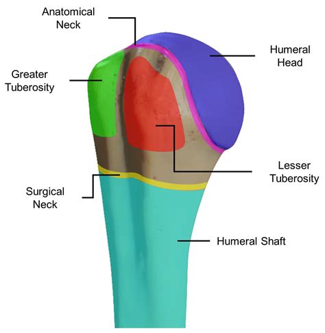 Lesser Tubercle Of Humerus