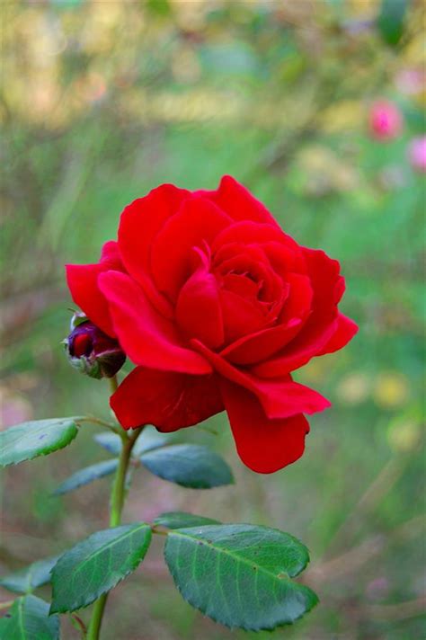 Las 20 Flores Rojas Más Espectaculares Del Mundo Naturaleza