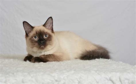 Seal Point Ragdoll Cat Breed Seal Ragdolls Colors And Different Patterns