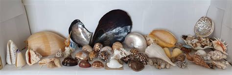 Lot Collection Of Sea Shells 50 And Some Rare