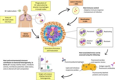 Pathogenesis Of Primary Tuberculosis