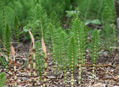 Back to top reviewed 2017 An ancient weed known as "horsetail" - WHYY