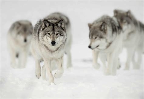 Wolf Pack Cool Wildlife