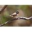 Richard Warings Birds Of Australia Finches  And