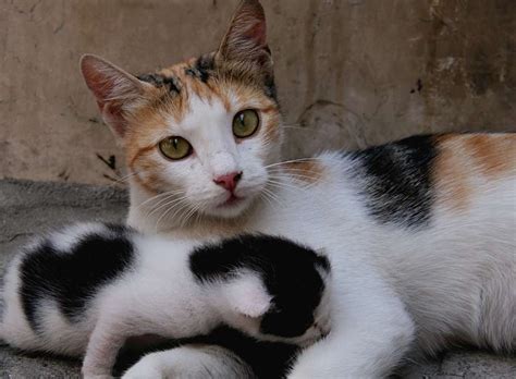 One may think they are specially bred because of their popularity, but it is not so. The Calico Cat - Cat Breeds Encyclopedia