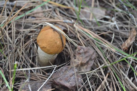 Bolete Wild Edible Id Mushroom Hunting And