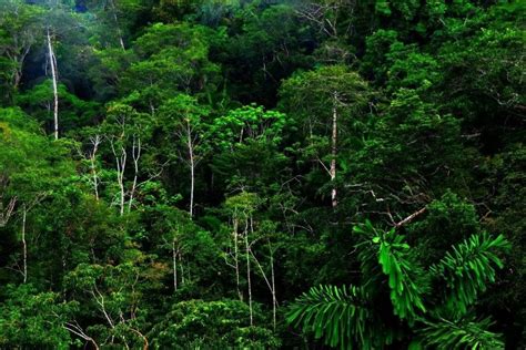 Amazon Rainforest Wallpaper ·① Wallpapertag