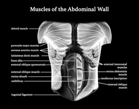 Chest And Abdominal Muscles Diagram Diagram Of Abdomen Muscles