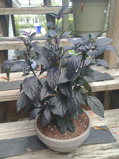 Picked Up This Black Pearl Pepper Plant At The Local Nursery Has