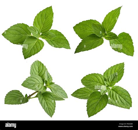 Mint Leaf Isolated On White Background Stock Photo Alamy