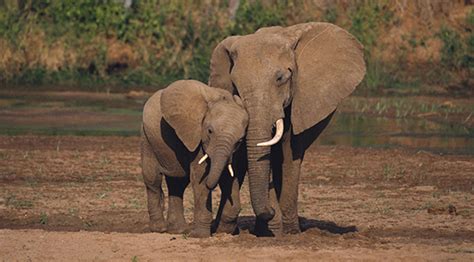 El Elefante Africano Podría Desaparecer Por Culpa Del Tráfico De Marfil