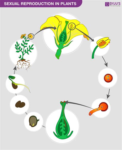 Asexual Sexual Reproduction In Plants Pollination Stages Of Riset