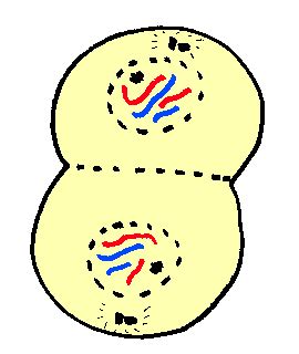 The cell surface membrane pinches inwards creating a cleavage furrow in the middle of the cell which contracts, dividing the cytoplasm anaphase ii: Mitosis At Work