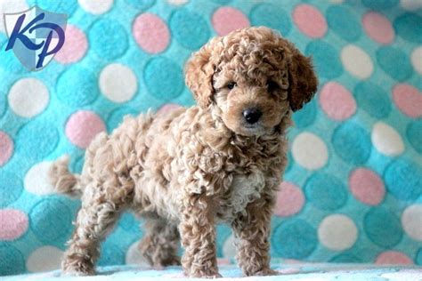 Jill Poodle Mini Puppies For Sale In Pa Keystone Puppies Mini