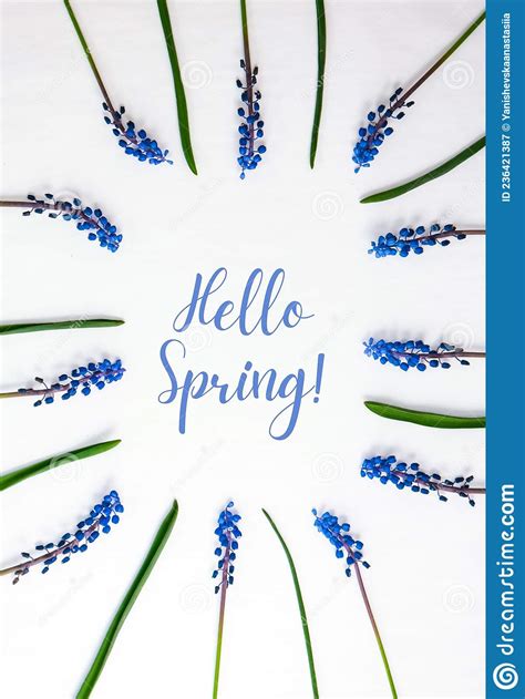 Hello Spring Postcard Layout Flat Lay Top View Blue Hyacinths In Row