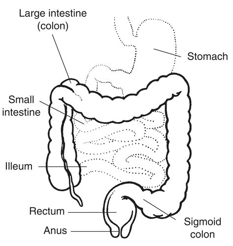 Lower Digestive Tract With Labels Media Asset Niddk
