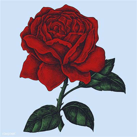 Hand Drawn Fresh Red Rose Free Image By How To Draw
