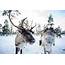 In Photos Swedens Incredible Reindeer Herders  Adventurecom