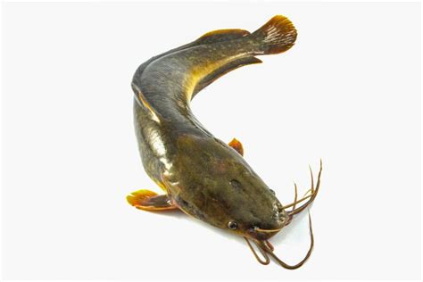 Some Of The Different Types Of Catfish A Concise Overview