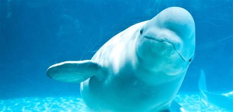 Did You Know That Beluga Whales Can Mimic Human Speech