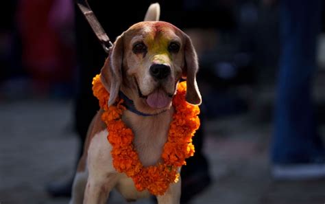 Kukur Tihar Nepal Celebrates Dogs Day As Part Of Hindu Festival In