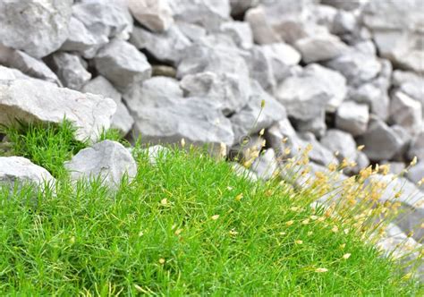 Grey Rocks And Green Grass For The Background Stock Photo Image Of