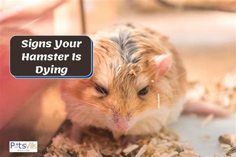 10 Signs Of Hamster Dying Behavior Eating Habits And More
