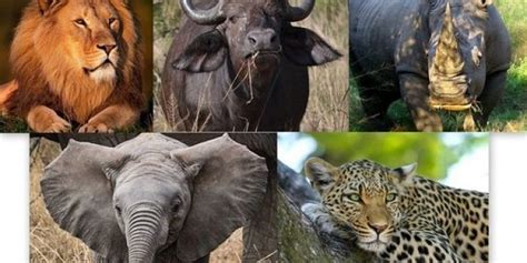 Government To Make Addition To The Big 5 Animals Ke