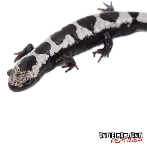 Marbled Salamanders Ambystoma Opacum For Sale Underground Reptiles