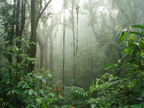 Bosque H Medo Tropical On Emaze