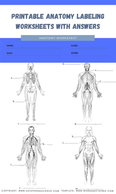 Printable Anatomy Labeling Worksheets With Answers 5 Worksheets Free