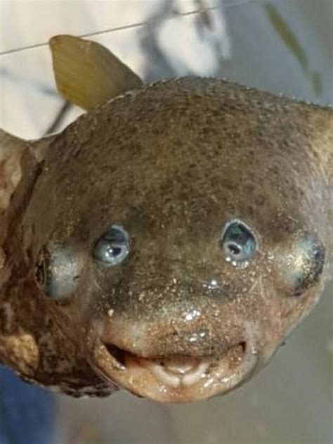 Something Fishy Bizarre Four Eyed Creature Baffles Experts After Being