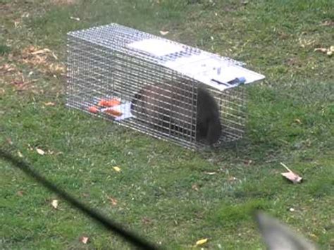 We've had a little groundhog problem, and thought we might as well tell you guys how to trap them. How To Catch A Groundhog - YouTube