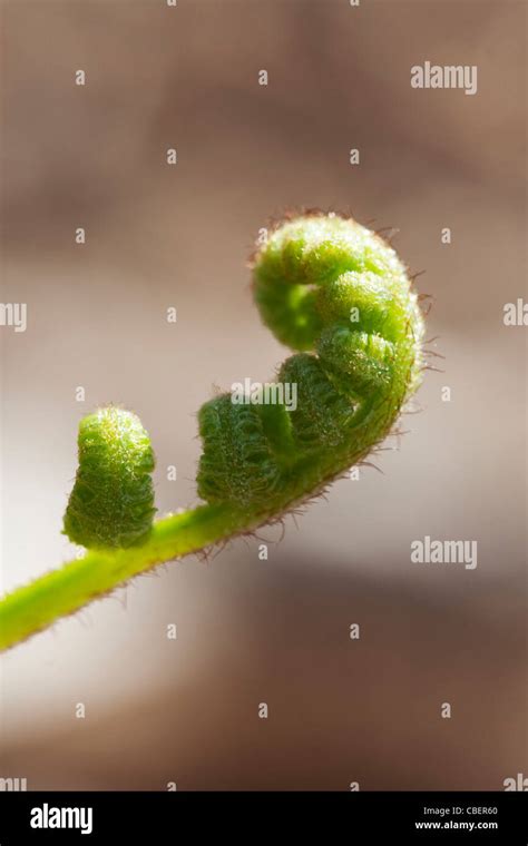 Fern Frond Leaf Unfurling Green Subject Stock Photo Alamy