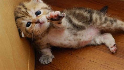 21 of The Cutest Cats ever found! Each one More Adorable Than the Other!