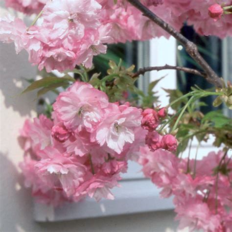 Prunus Little Pink Perfection Dwarf Cherry Blossom Tree