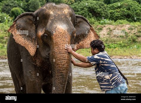 Un Gardien Bénévole Est Vu Caresser Un éléphant Au Parc Naturel Des